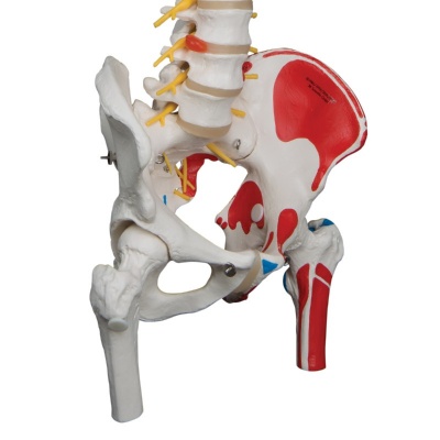 Deluxe Flexible Spine Model with Femur Heads, Muscles and Sacral Opening